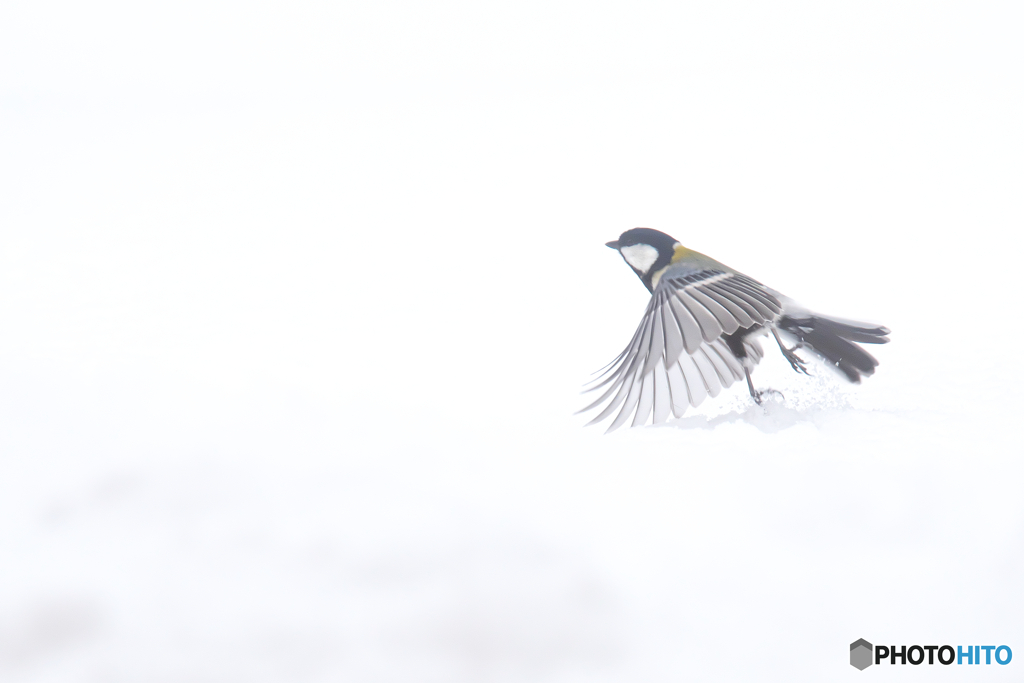 雪上の野鳥