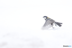 雪上の野鳥