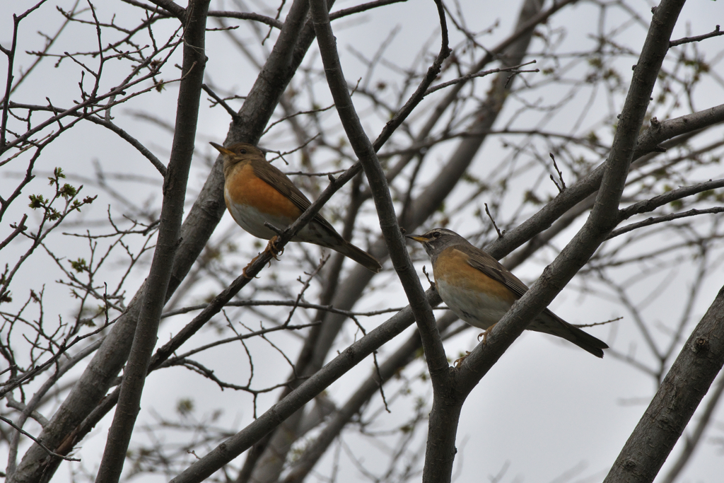 マミチャジナイとアカハラ