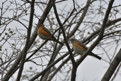 マミチャジナイとアカハラ