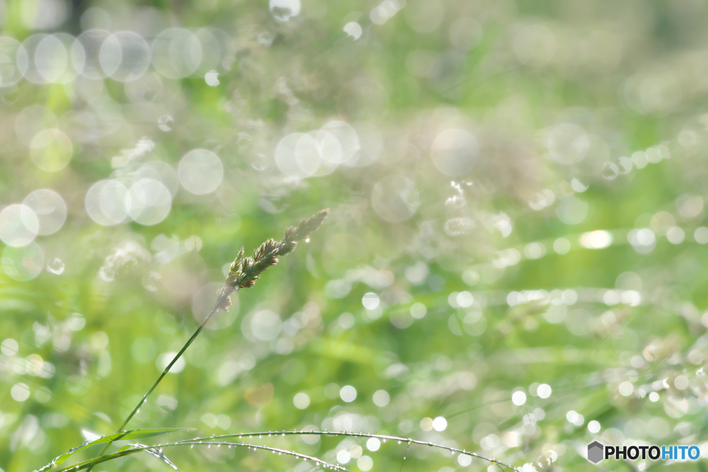 雨上がりの朝に