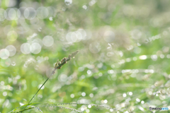 雨上がりの朝に