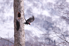 クマゲラ営巣＃2