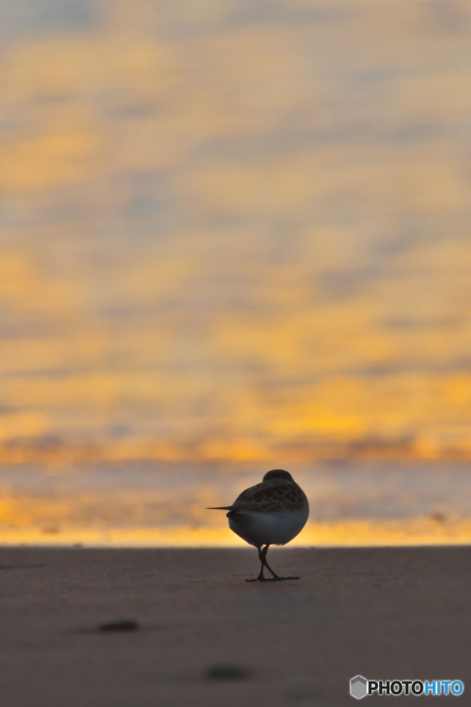 夕暮れの海辺で