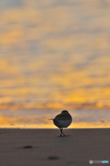 夕暮れの海辺で