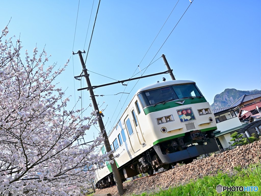 踊り子と桜