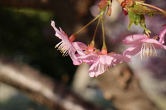 かわず桜 ①