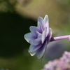 紫陽花 Ⅲ