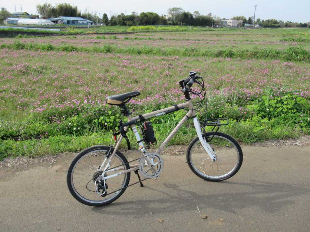 チャリ散歩 レンゲ畑