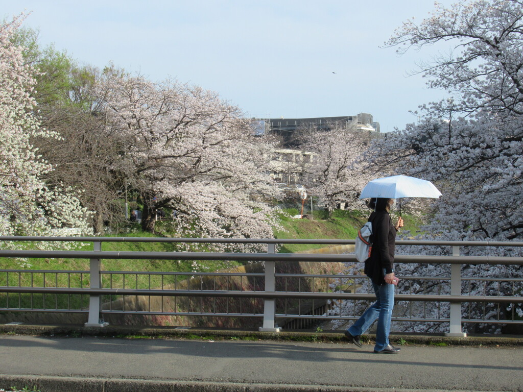 湘南台の桜 ③