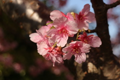 かわず桜②