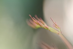新芽
