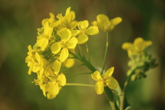 菜の花②