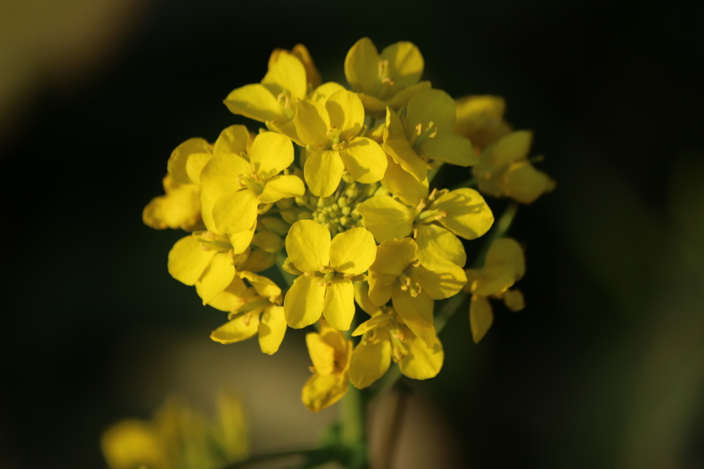 菜の花①