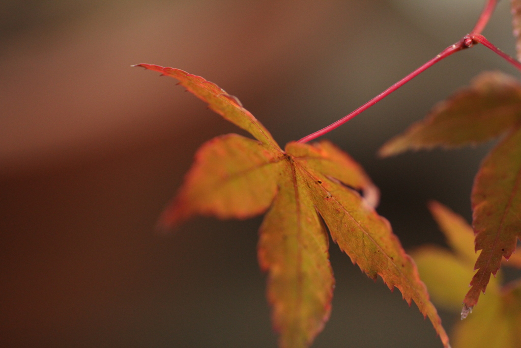 紅葉