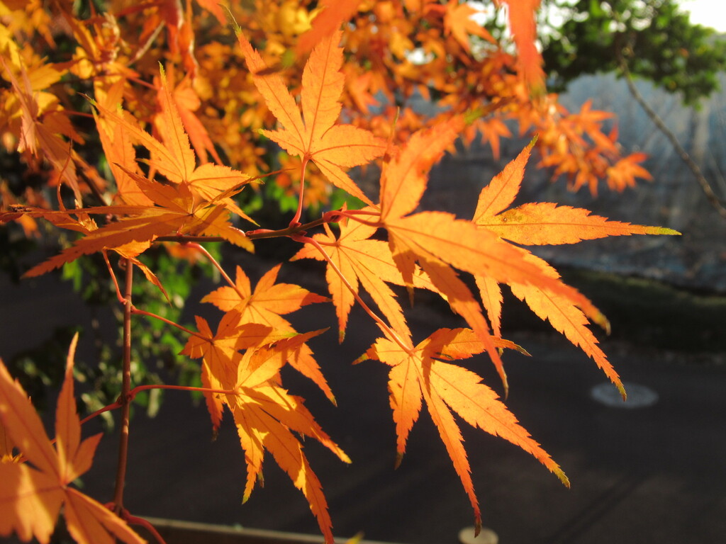 紅葉