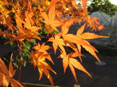 紅葉
