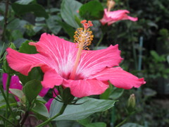 南国の花