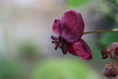 アケビの花