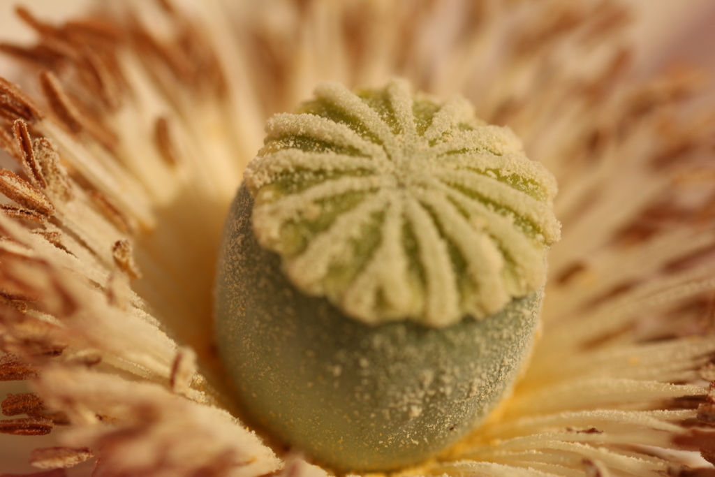 ケシの花