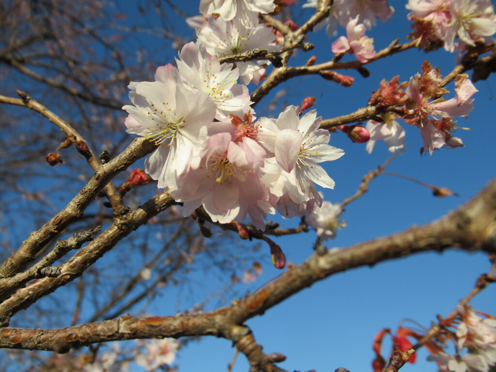 IMG_3525 寒さくら①