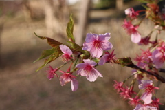 河津桜