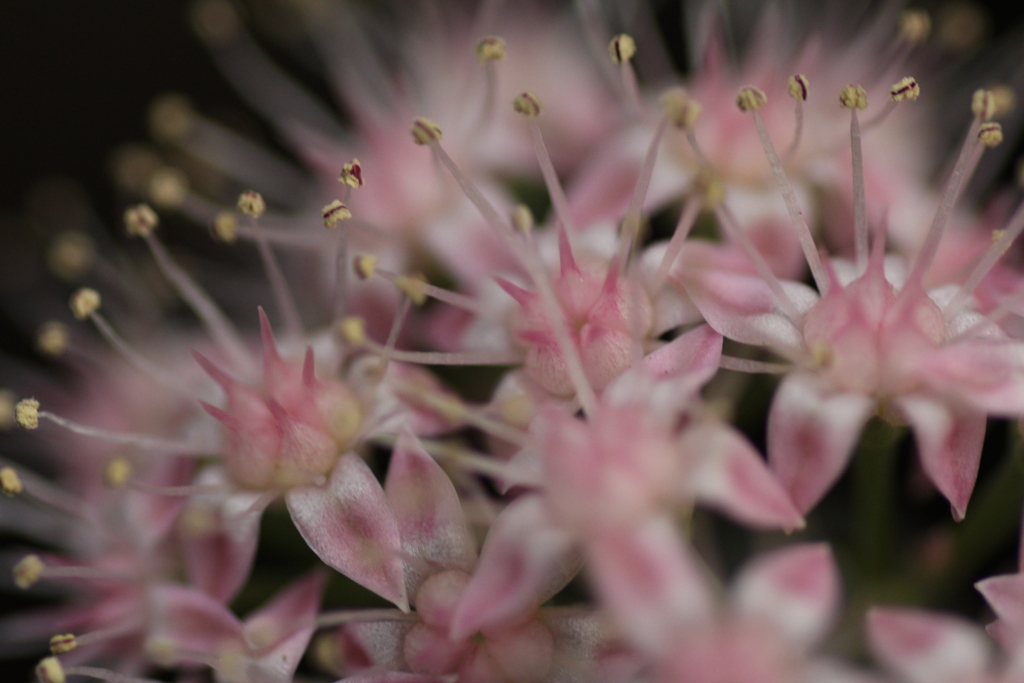 ミセバヤの花①