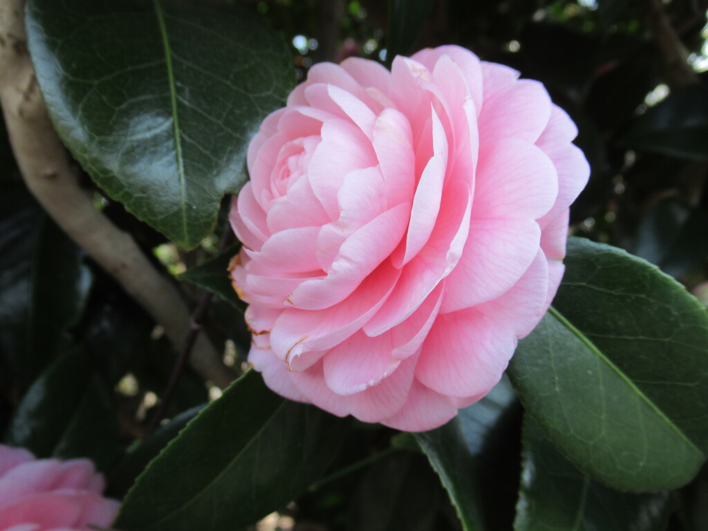 悩ましい色