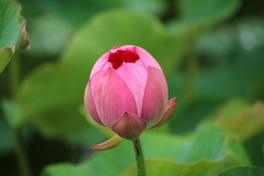 華麗に　③