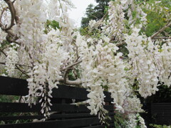 白いフジの花
