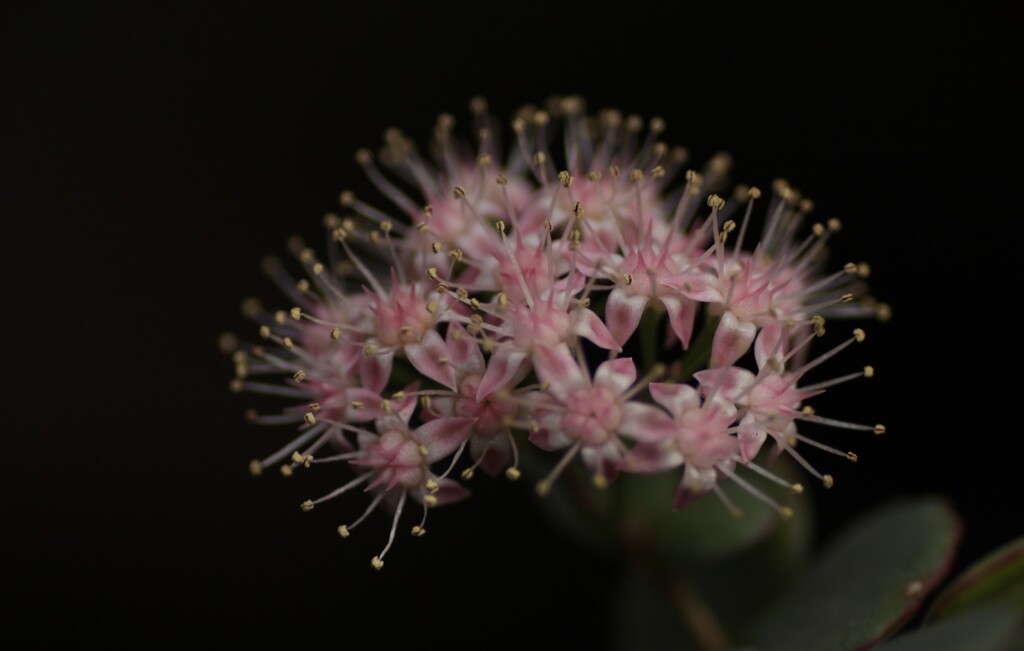 ミセバヤの花