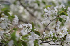 これも、桜