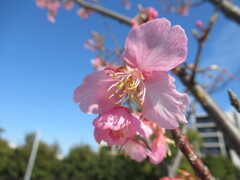 河津桜