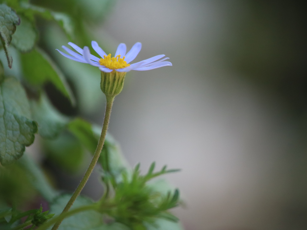 瑠璃雛菊（るりひなぎく）