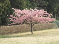 名残惜しい河津桜