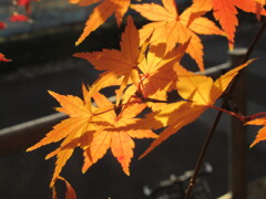 紅葉