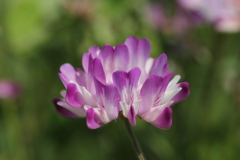 田んぼの花