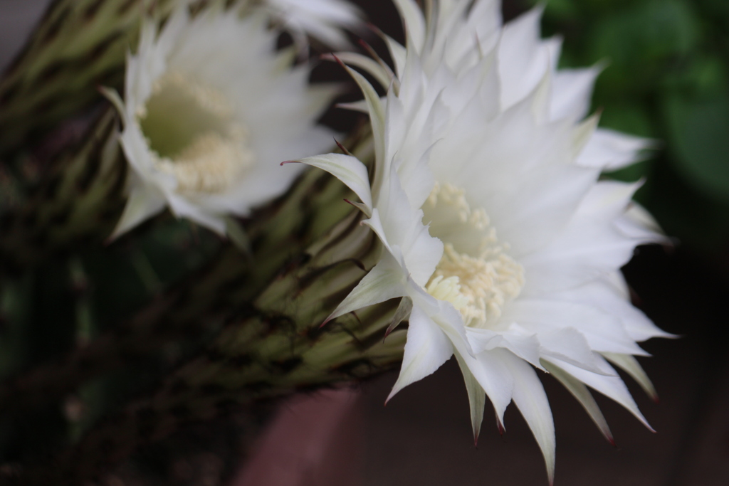 さぼてんの花