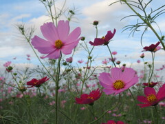 満開の