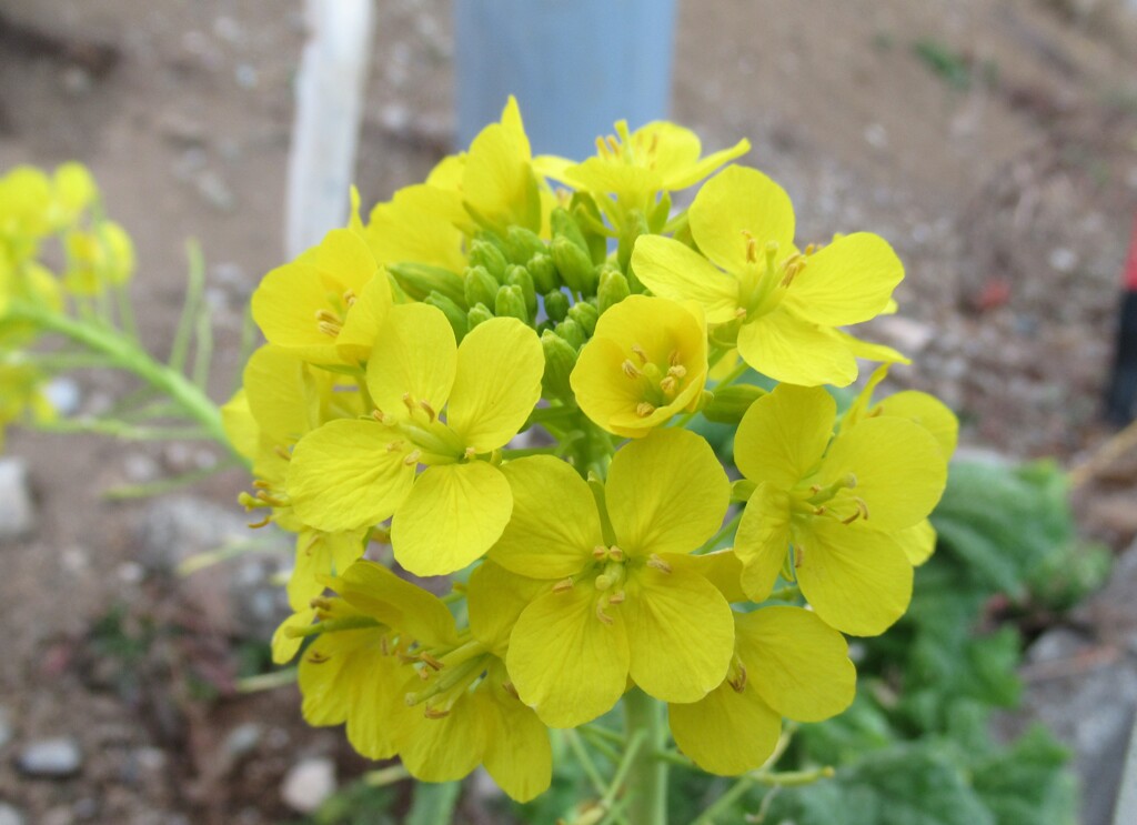 菜の花