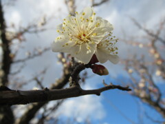 梅の花　②