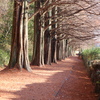 落ち葉の回廊