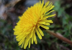 タンポポの花