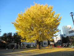 近所の公園