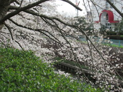 湘南台の桜 ②
