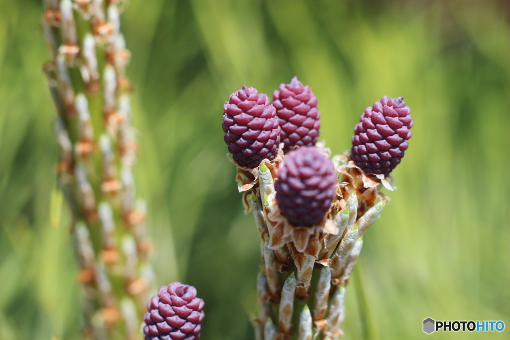 松ぼっくりの赤ちゃん