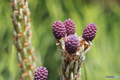 松ぼっくりの赤ちゃん