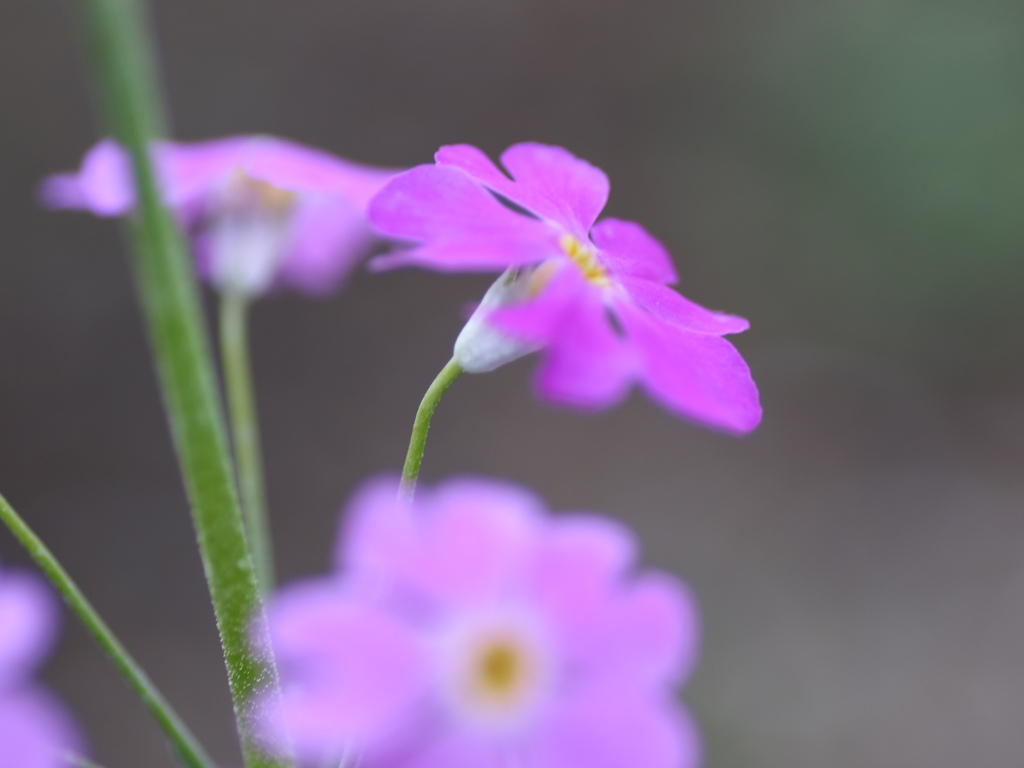 さくら草②