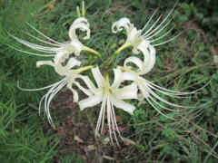 華麗に　エレガントに