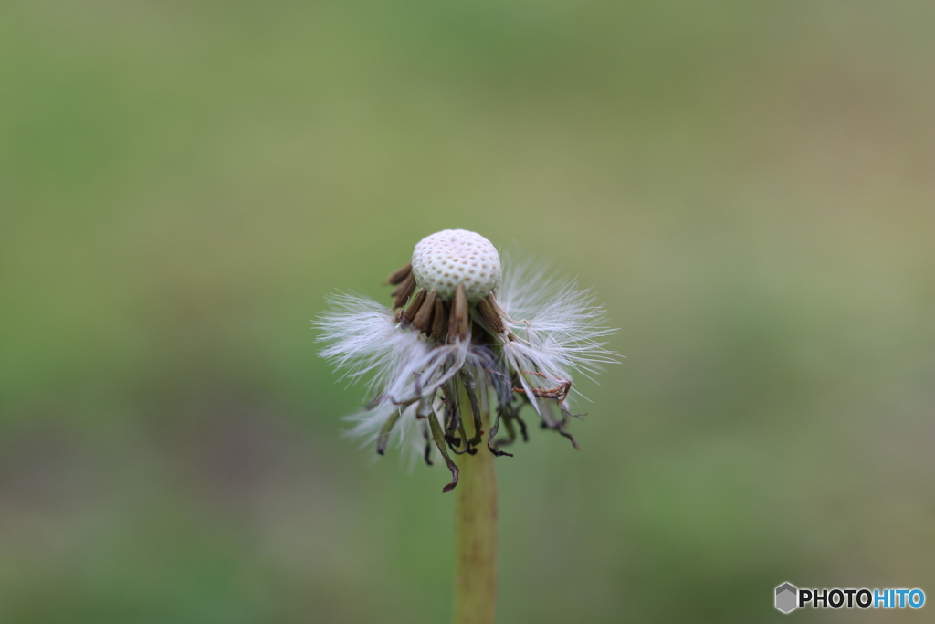 ハゲちゃった！